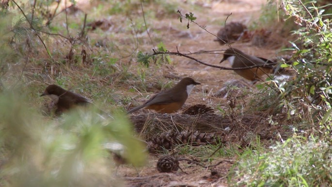 Laughingthrush, White-throated 4