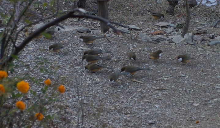 Laughingthrush, White-throated. Pterohinus albogularis2