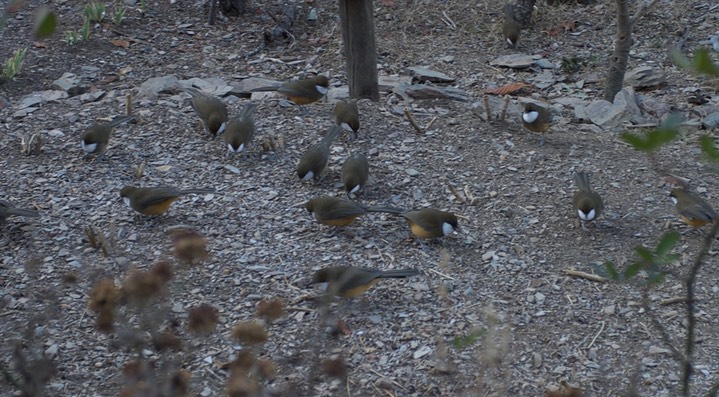 Laughingthrush, White-throated. Pterohinus albogularis1