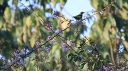 Leafbird, Orange-bellied 1