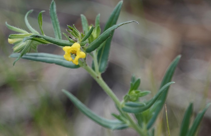 Lithospermum multiflorum, Wayside Gromwell a