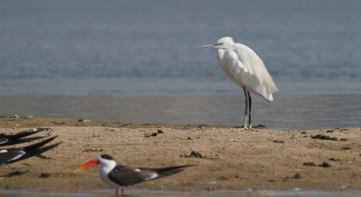 LIttle Egret