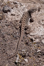 lizard-long-nosed-leopard--_med_hr-4