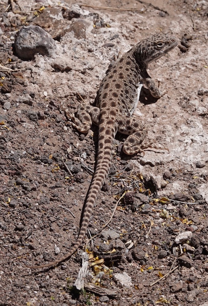 lizard-long-nosed-leopard--_med_hr-4