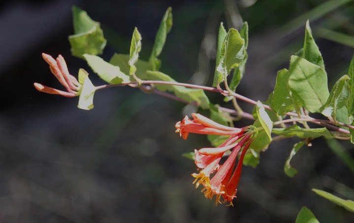 lonicera arizonica 4