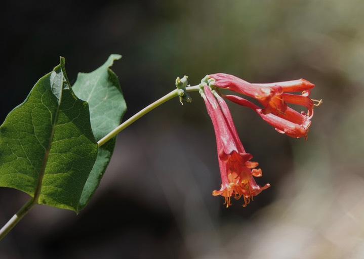 lonicera arizonica 5
