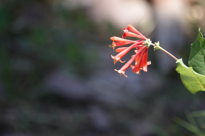 Lonicera arizonica a