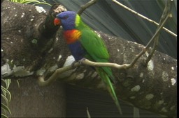 Lorikeet, Rainbow 1