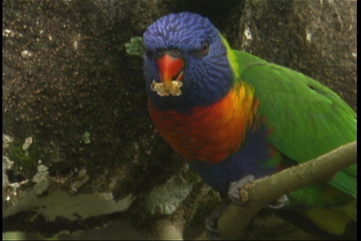 Lorikeet, Rainbow 3