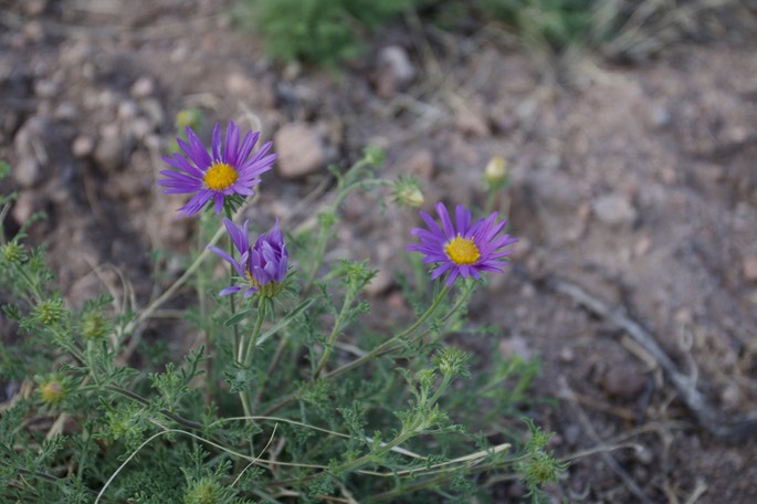 Machaeranthera tanacetifolia (Tansy Aster or Tahoka Daisy)2