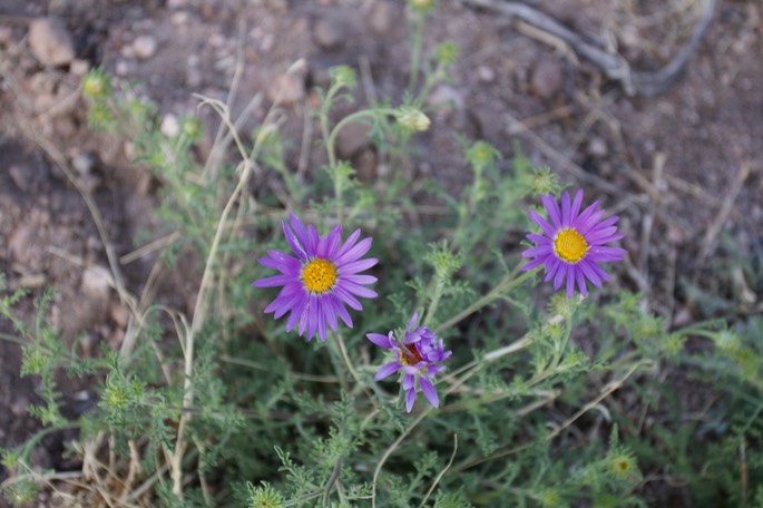 Machaeranthera tanacetifolia (Tansy Aster or Tahoka Daisy)1