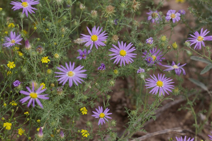 Machaeranthera tanactifolia, Tansy Aster1