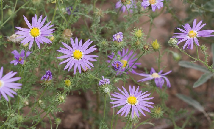 Machaeranthera tanactifolia, Tansy Aster2
