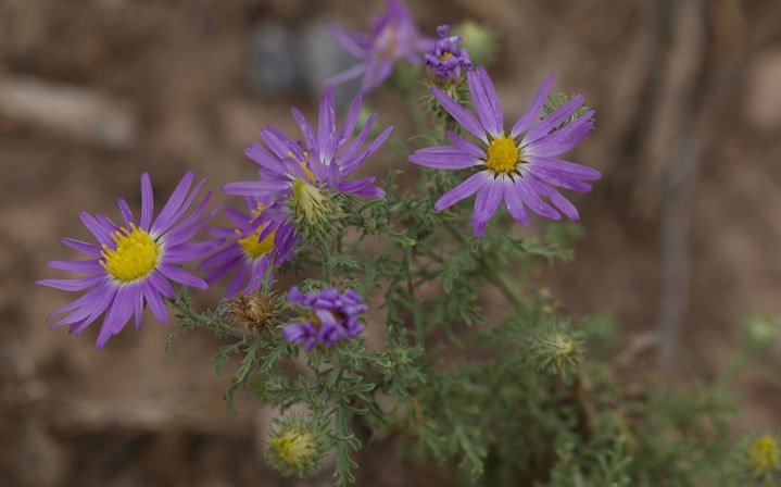 Machaeranthera tanactifolia, Tansy Aster4