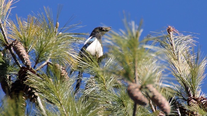 Magpie, Eurasian 2