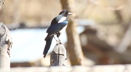 Magpie, Eurasian