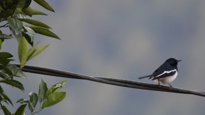 Magpie-Robin, Oriental 1