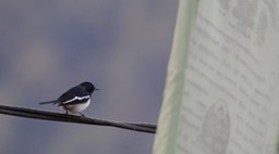 Magpie-Robin, Oriental