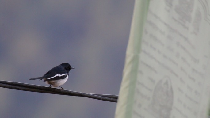 Magpie-Robin, Oriental