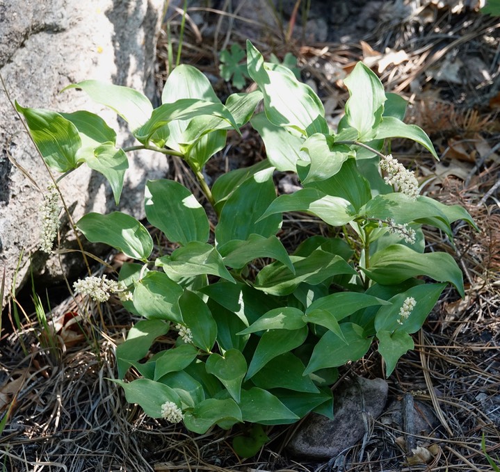 Maianthemum racemosum subsp. amplexicaule 1a