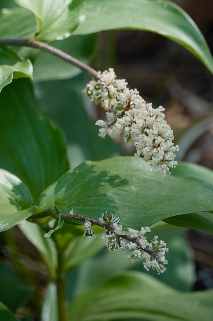 Maianthemum racemosum subsp. amplexicaule 1b