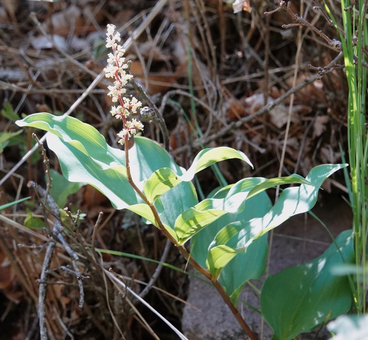 Maianthemum racemosum2