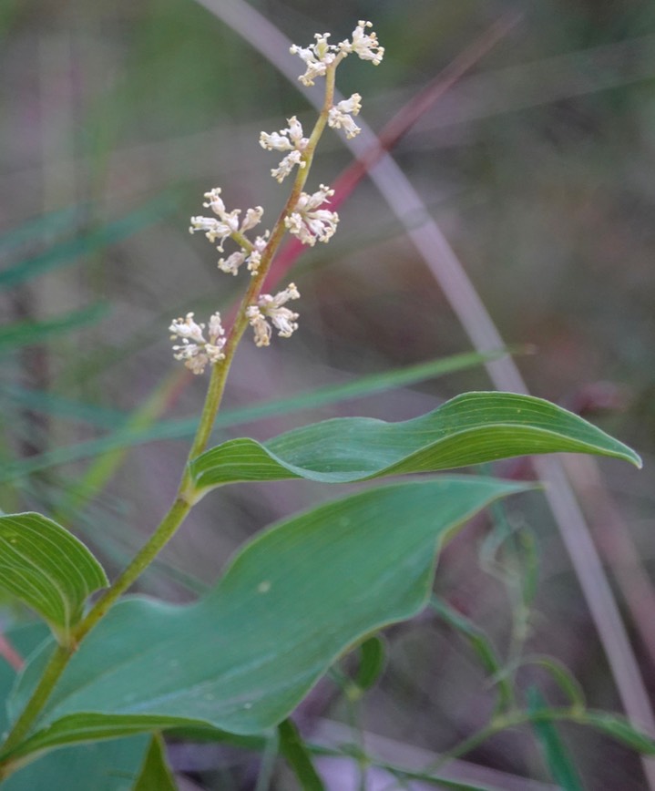 Maianthemum racemosum3