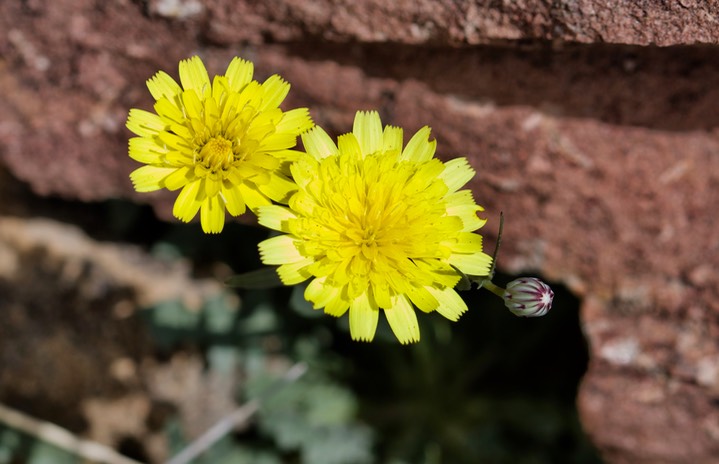  Malacothrix fendleri, Desert Dandelion31