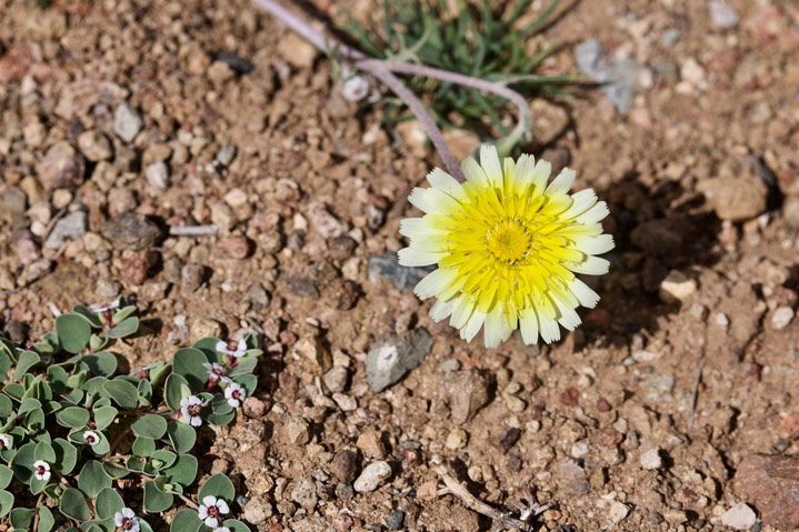 Malacothrix fendleri, Desert Dandelion4a