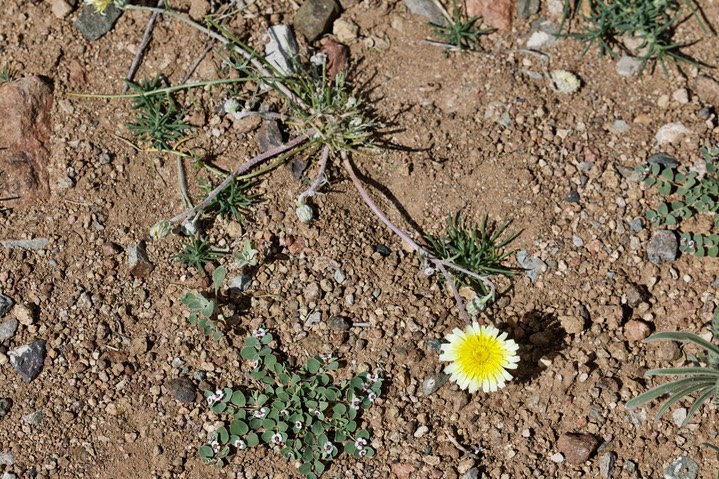 Malacothrix fendleri, Desert Dandelion5a