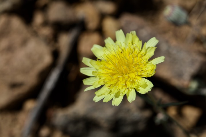Malacothrix fendleri, Desert Dandelion5c