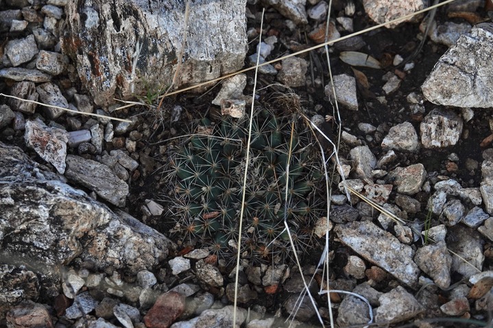 Mammillaria heyderi, Little Nipple Cactus   2