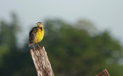 Meadowlark, Eastern. Sturnella magna2