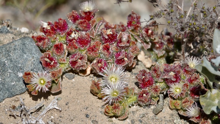 Mesembryanthemum crystallinum, Crystalline Ice Plant, Bahía Asunción, Baja California Sur123