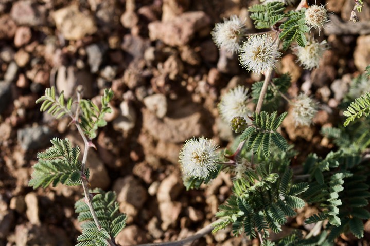 Mimosa aculeaticarpa Ortega var. biuncifera 1b
