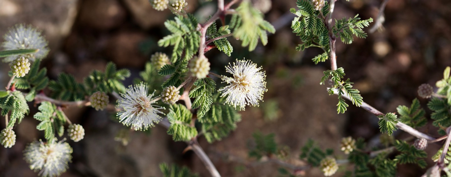 Mimosa aculeaticarpa Ortega var. biuncifera 1a