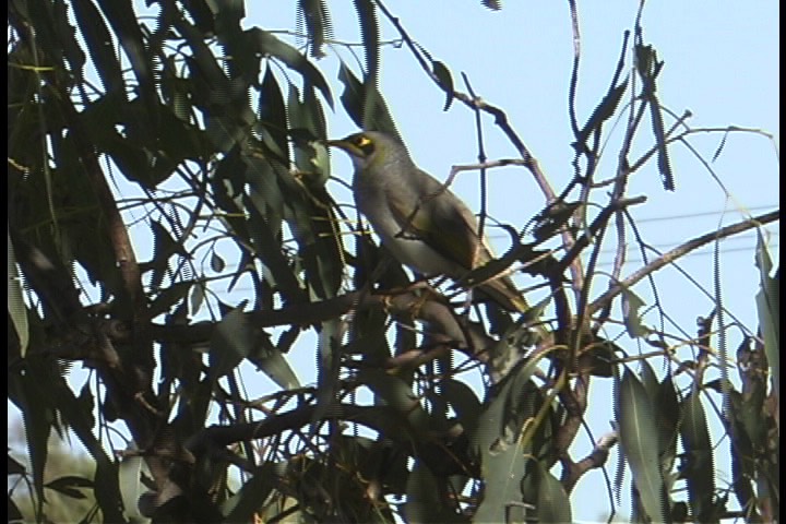 Miner, Yellow-throated 2