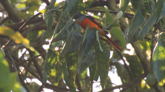 Minivet, Grey-chinned_1