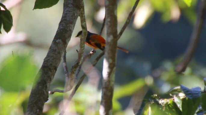 Minivet, Grey-chinned