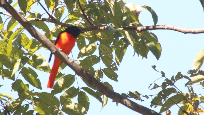 Minivet, Long-tailed 2