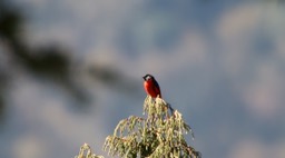 Minivet, Long-tailed