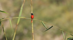 Minivet, Scarlet 2