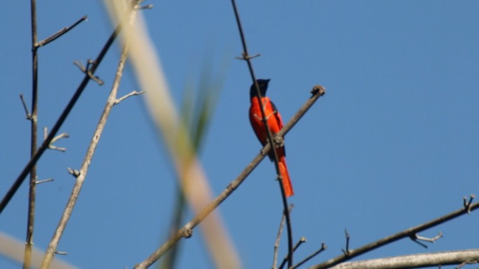 Minivet, Scarlet