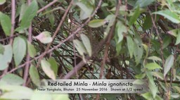 Minla, Red-tailed