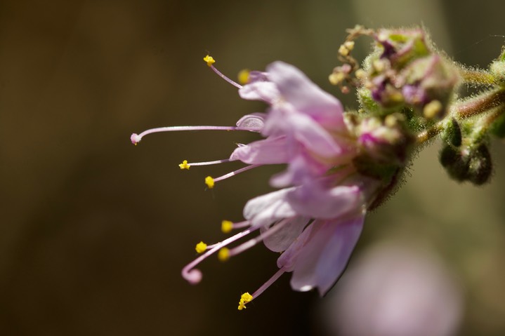 Mirabilis linearis var decipiens2