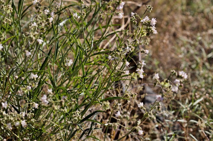 Mirabilis linearis var decipiens3