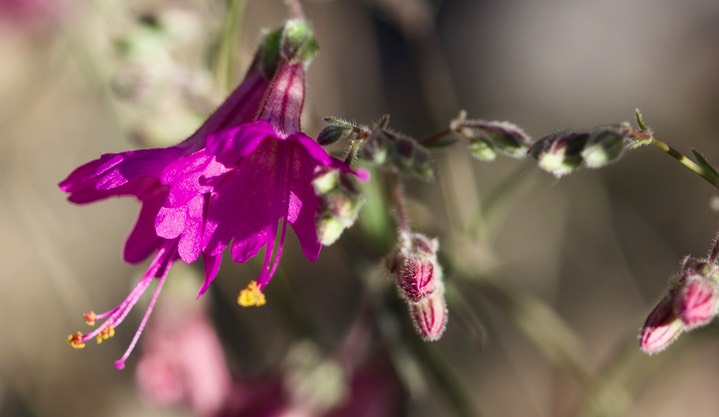 Mirabilis linearis var linearis 2