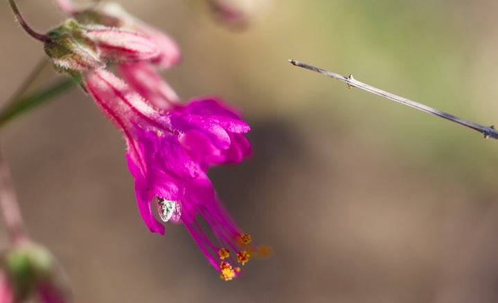 Mirabilis linearis var linearis 3