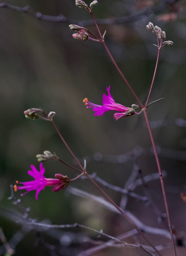 Mirabilis linearis var linearis 4