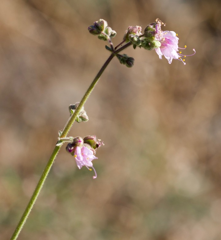 Mirabilis linearis var decipiens4